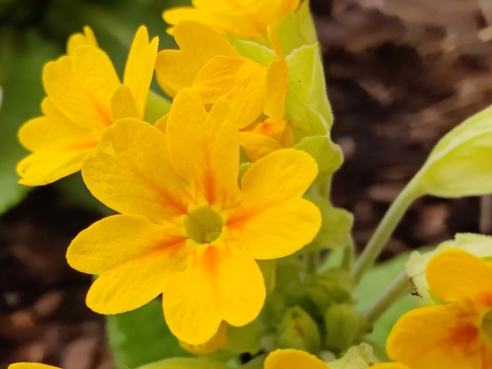 Mit dem Oneplus 9 Pro können wir dank des Teleobjektivs mit Makrofunktion schöne Nahaufnahmen machen. (Bild: Tobias Költzsch/Golem.de)